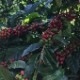 LOVERS COFFEE