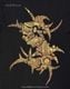 SEPULTURA (���ѥ�ȥ���) Discography�֥ǥ���������ե��� T�����