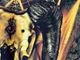 �ں߸ˤ����SLIPKNOT (����åץΥå�) CATTLE SKULL �֥���ȥ롦������� �ѡ����� L������