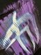 �ں߸ˤ����FEAR FACTORY (�ե������ե����ȥ꡼) Demanufacture �֥ǥ��ޥ˥ե������㡼�� ĹµT����� XL������