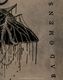 BAD OMENS (Хåɡ) Moth ֥⥹ 