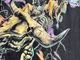 �ں߸ˤ����PANTERA (�ѥ�ƥ�) VINTAGE RIDER �֥�����ơ������饤�����ףԥ���� S������