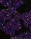 BLACK SABBATH (�֥�å������Х�) Wavy Logo �֥������ӡ��������� T����ġʥ饤�󥹥ȡ����