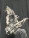 �ں߸ˤ����ZAKK WYLDE (���å����磻���) Z ICON ��Z����������� T����� M�������ڥ��쥯�����������ƥ��