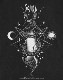 GOJIRA (������) Celestial Snakes �֥��쥹�ƥ����롦���͡����� �ԥ����