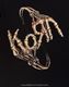 KORN (������) Skeleton Hands �֥�����ȥ󡦥ϥ󥺡� �ԥ����