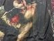 �ں߸�ͭ�꾦�ʡ�DIMEBAG DARRELL (������Хå��������) GETCHA PULL �֥��å��㡦�ץ�ס��饰���ʬµ�ԥ���� S�������ڥ��쥯�����������ƥ��