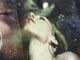 �ں߸ˤ����DEFTONES (�ǥեȡ���) Saturday Night Wrist �֥����ǥ����ʥ��ȡ��ꥹ�ȡ� �ԥ���� S������
