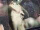 �ں߸ˤ����DEFTONES (�ǥեȡ���) Saturday Night Wrist �֥����ǥ����ʥ��ȡ��ꥹ�ȡ� �ԥ���� S������