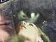 �ں߸ˤ����DEFTONES (�ǥեȡ���) Saturday Night Wrist �֥����ǥ����ʥ��ȡ��ꥹ�ȡ� �ԥ���� S������