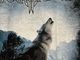 �ں߸ˤ����SONATA ARCTICA (���ʥ����������ƥ���) The Last Amazing Grays �֥����饹�ȡ����ᥤ���󥰡����쥤���ץ���� T�����  M�������ڥ��쥯�����������ƥ��