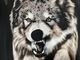 �ں߸ˤ����SONATA ARCTICA (���ʥ����������ƥ���) BROWN SAKE OF REVENGE �֥֥饦�󡦥�������������������󥸡� T����� L�������ڥ��쥯�����������ƥ��