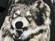 �ں߸ˤ����SONATA ARCTICA (���ʥ����������ƥ���) BROWN SAKE OF REVENGE �֥֥饦�󡦥�������������������󥸡� T����� L�������ڥ��쥯�����������ƥ��