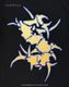 SEPULTURA (���ѥ�ȥ���) Chaos A.D.�֥�������A.D.�� T�����