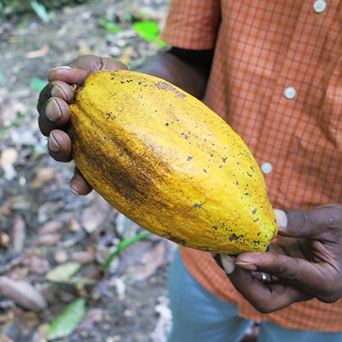訳あり】ダークチョコレート73% シーソルト[チョコレートソール]〈冬季
