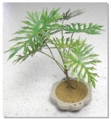 �ڡ��ѡ��ե�����������