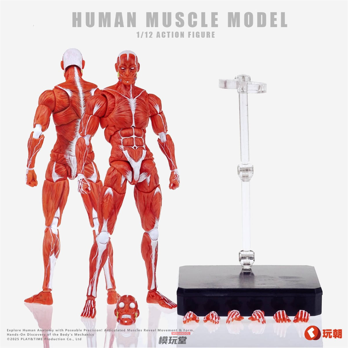 予約 玩朝玩具 1/12 人体筋肉モデル レッド.Ver / グレー.Ver Human