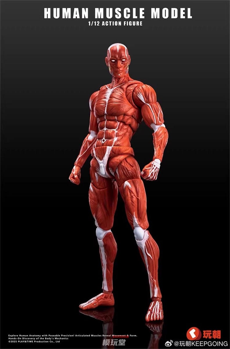 予約 玩朝玩具 1/12 人体筋肉モデル レッド.Ver / グレー.Ver Human