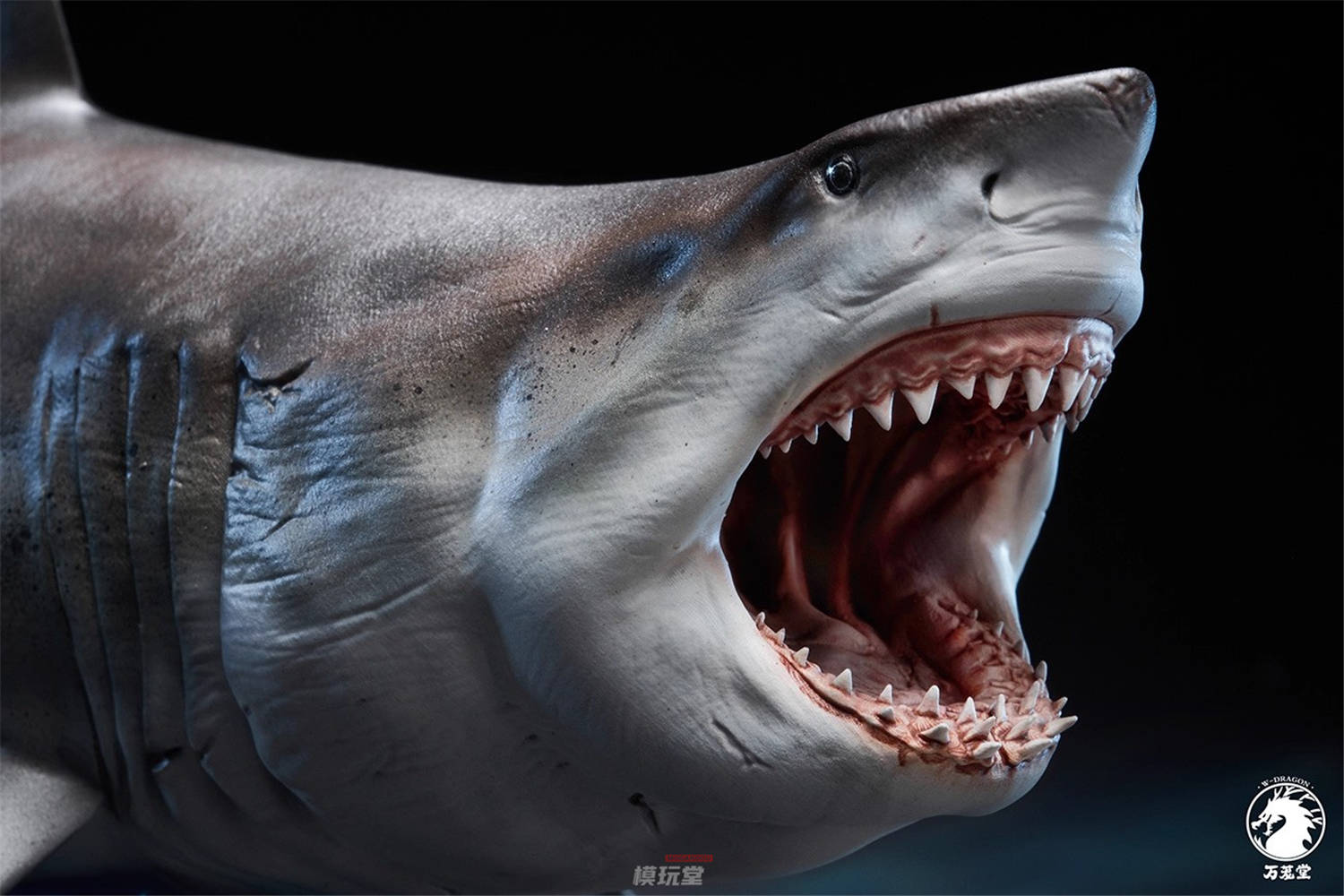 火*神様 ホホジロザメ（Carcharodon carcharias）の歯 46 楽天市場】ホホジロザメ 歯 化石 原石 Carcharodon carcharias