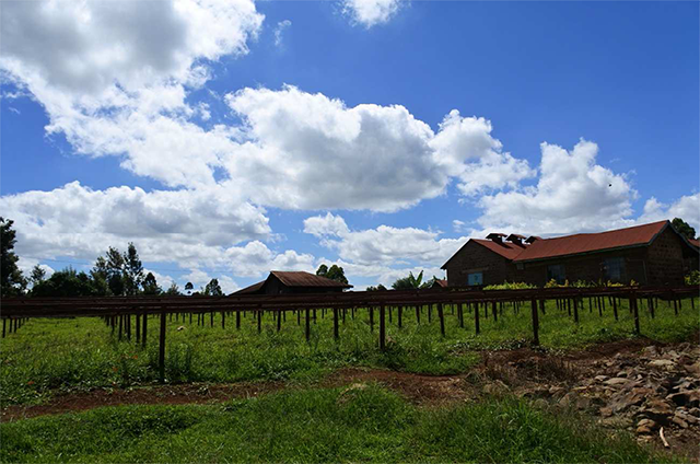  ˥ǥ٥ࡡʥ롡[100g]