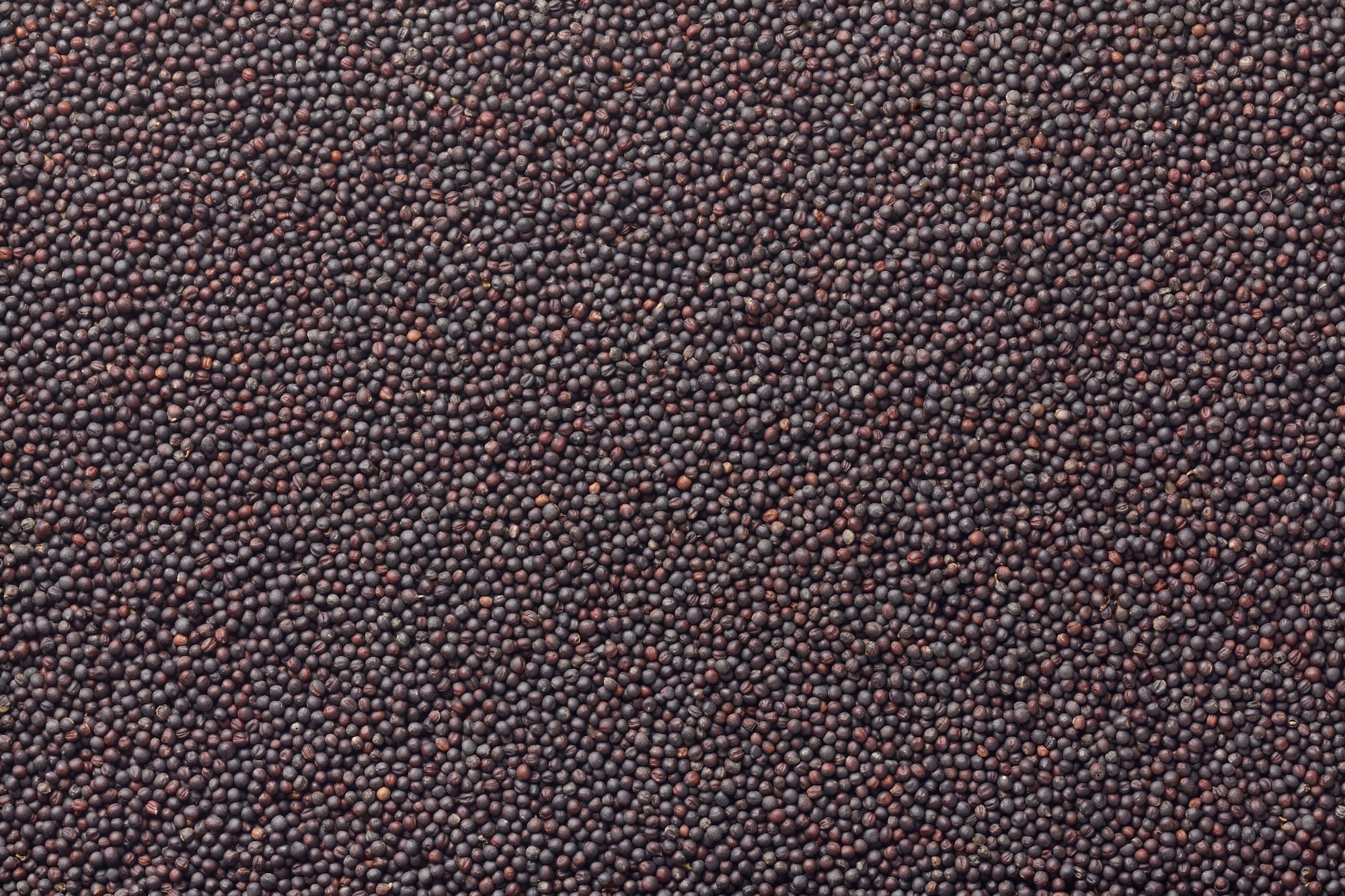 ڼ