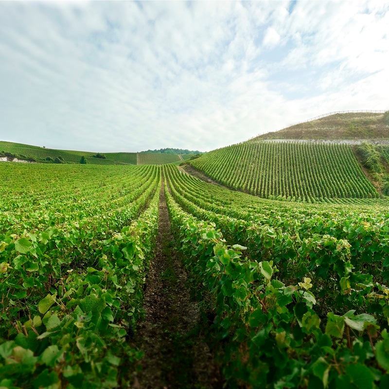 シャンパーニュ シャルル・エドシック ブリュット ヴィンテージ 2013