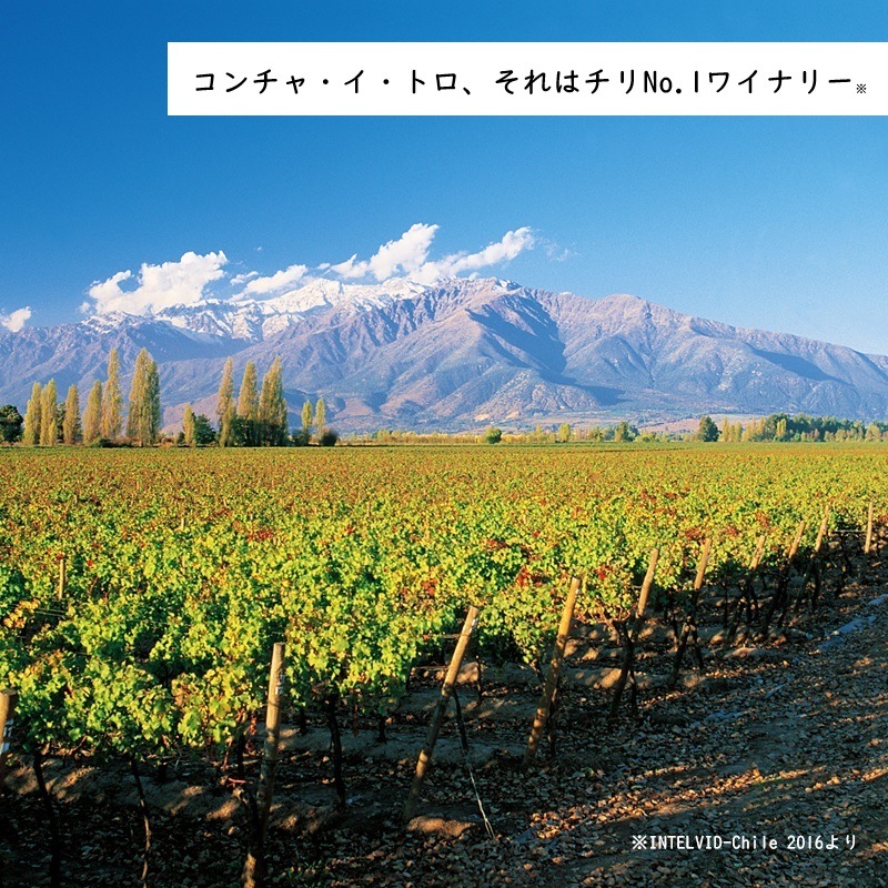コンチャ・イ・トロ アメリア シャルドネ 2021 750ML ｜Your Cellar