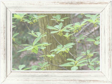 【化粧品原料/CALM系】クロモジ 黒文字ハイドロソル / 芳香蒸留水 / 400ml パウチ （新潟県/野生）