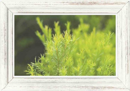 【化粧品原料/CALM系】ティーツリー ハイドロソル / 芳香蒸留水 / 400ml パウチ(宮崎県/自然栽培)