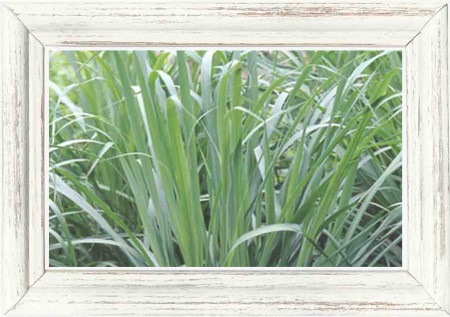 【化粧品原料/CALM系】レモングラス ハイドロソル  / 芳香蒸留水 / 400ml パウチ（宮崎県産 自然栽培）