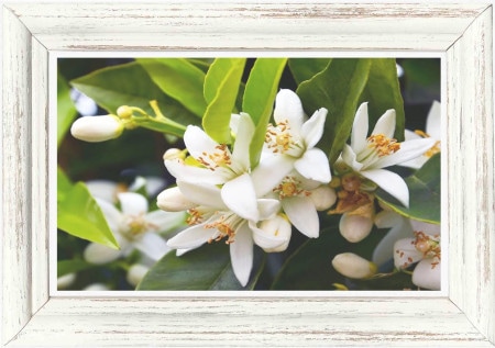 ネロリ 天然香料  5ml（ネロリの香り） / メゾンドナチュロパシー〈植物調合天然香料〉