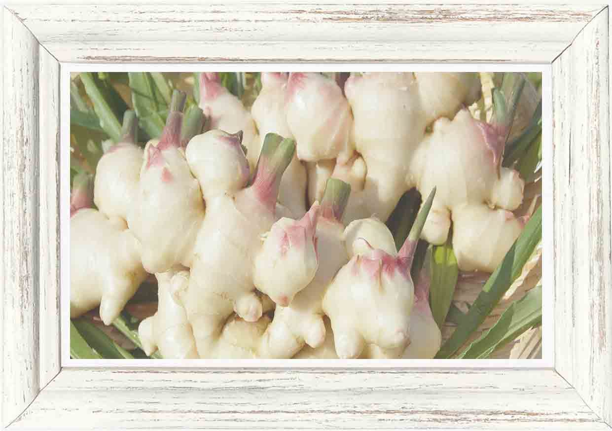 【中古】 バイオ・医薬品・化粧品 ’９５/産学社 中古】 バイオ・医薬品・化粧品 '95/産学社 中古】 バイオ