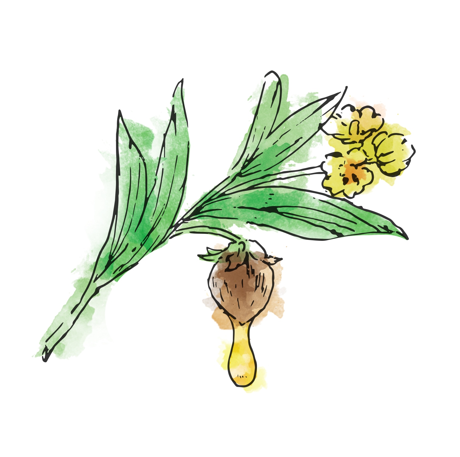 有機クリアホホバオイル 200ml / 植物オイル（海外/オーガニック