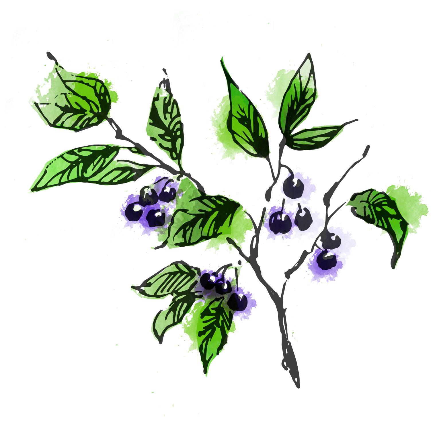 定期1ヶ月】【瓶タイプ】黒文字ハーブティー（宮崎県茶臼原「自然の森