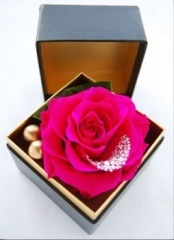 ̵إܥå󥸡SHANDERIꥨ󥹡ۥåȥԥ