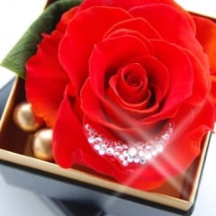 ������̵���ۡ�SHAN��DERI���ꥨ�󥹡��쥪�ѥ�ɥ�åɡʥ���󥸷ϡ�