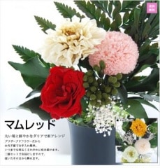 ������̵���ۡڤ�����ʩ�֡ۡ��ޥ��åɡڥץꥶ���֥ɥե���