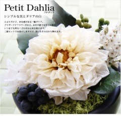 ڤ(ʩ)ۡ petit Dahlia(ץꥢˡڥץꥶ֥ɥե