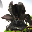���˥���� �ߥ�˥��ࡡ�ޥ��å� �ƥ����å�����եȡ�<BR>Monn.Millennium Magic ��Witchcraft�� (Ctnchs.Midnight Jem x Mor.sinuata)�ڲ֤ʤ����ۡ�˧�����ۡ��祵����������ȭ��