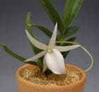 󥰥쥫 ǥǥ<BR>Angcm.didieriڲ֤ʤۡڸۡ˧