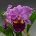 �ݥ��ʥ� ���㡼�ߥ��� �ƥ����ȡ��С���<BR>Pot.Charmides ��October�� (Lc.Bonanza x Pot.Medea)�ڲ֤ʤ�����
