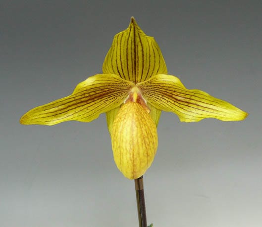 パフィオペディラム ドルゴルディー<BR>Paph.Dollgoldii パフィオペディラム ドルゴルディー<BR>Paph.Dollgoldii