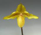 �ѥե����ڥǥ���� �ɥ르��ǥ���<BR>Paph.Dollgoldii (rothschildianum x armeniacum)�ڲ֤ʤ����ۡڣ���ȭ������֥��������꡼�ե��ѥ󣲣�cm��