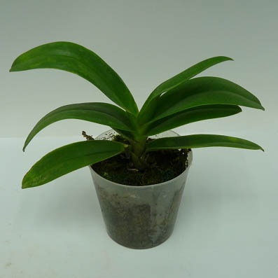 ぶたのはな　ブルゲリラ ダイナソーDX トリケラトプス | CATALOG | nanoblock® | ブランド一覧