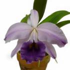 �ڲ֤ʤ����� ���ȥ쥢 ��������ץߥ� �ƥϥåԡ��ե�����ɡ� C.(Lc.)Gaskel-Pumila ��Happy Field�� BM/JOGA ���ۼ� ˧�ᤢ�� 4��ȭ 25cm ���֥�����(BS)