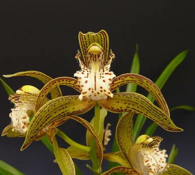 ڲ֤ʤ ӥ塼 ȥ饷ʥ Cym.tracyanum 4(4N)2.5ȭ   Ѵ ˧