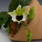 ڲ֤ʤ ꥳ 㥤ǥ Echn.rohtschildiana 