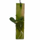 �ڲ֤ʤ����� ���ȥ쥢 ����̥� C.(S.)cernua ���� 2.5��ȭ 10cm ���֥�����(BS)