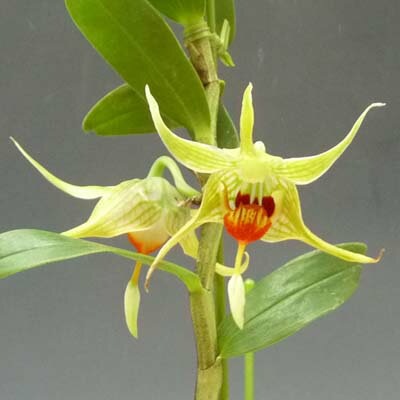 ［洋蘭原種］Den. tobaense ① 洋蘭原種］Den. tobaense ① 洋蘭原種］Den. tobaense ① Dendrobium