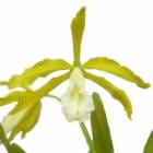 �ڲ֤ʤ����� ��ꥢ �ƥ֥ͥ��� ����� L.tenebrosa var. alba (��Charming�� x self) ���� 3��ȭ 25cm 1��֥�����(NBS)